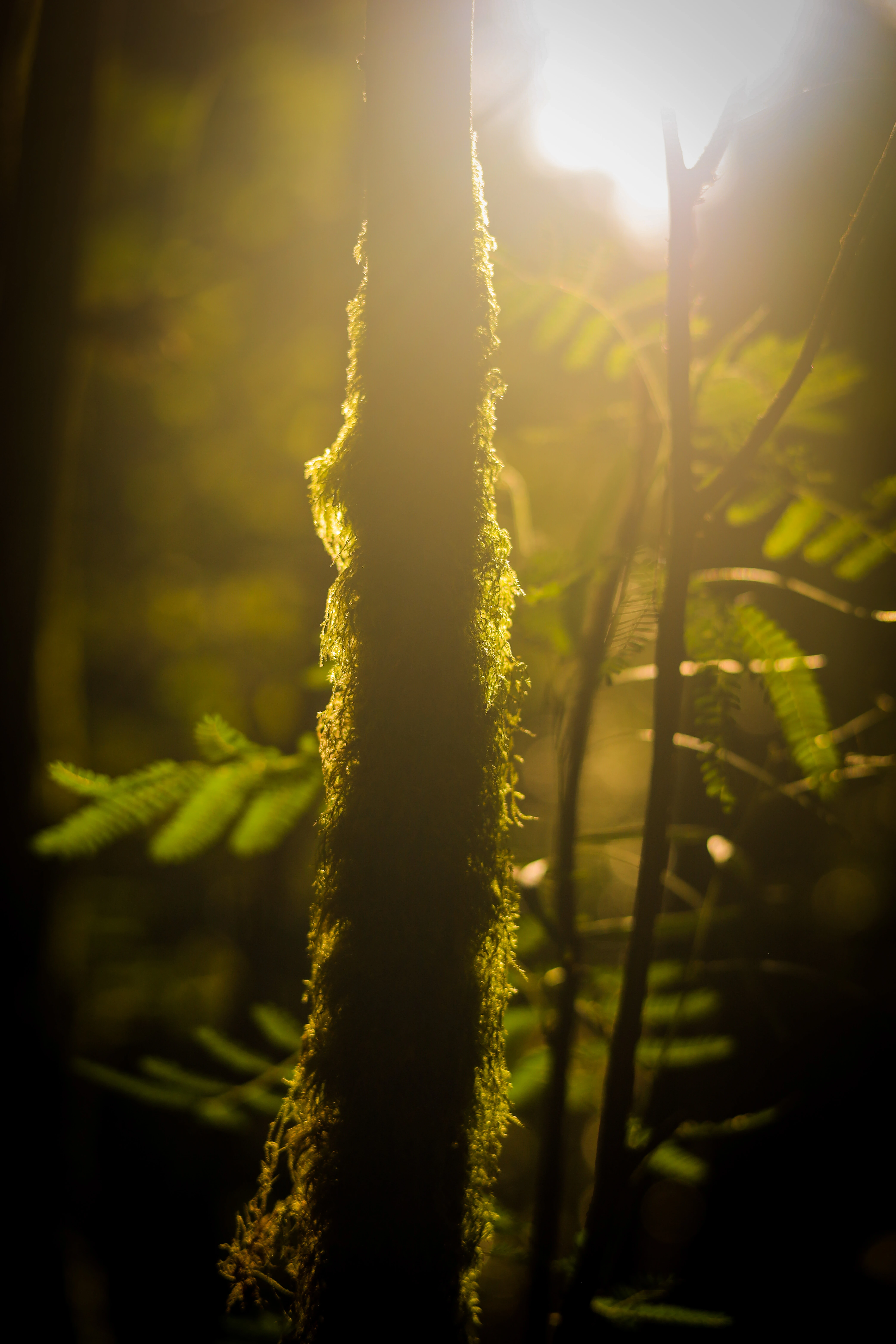 Paisagem natural com luz suave ao amanhecer (1)