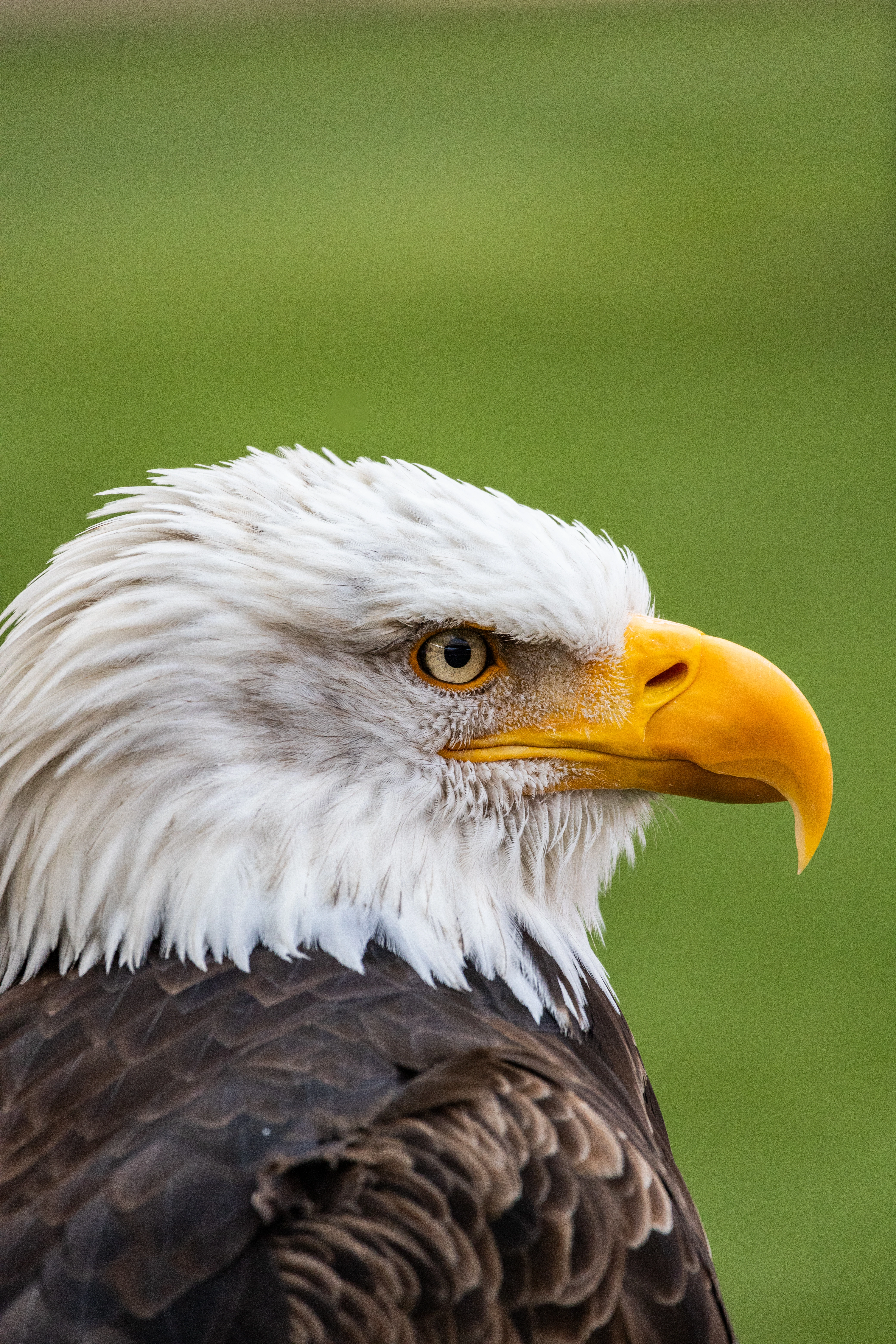 Macro de planta/folhagem com textura visível (5)