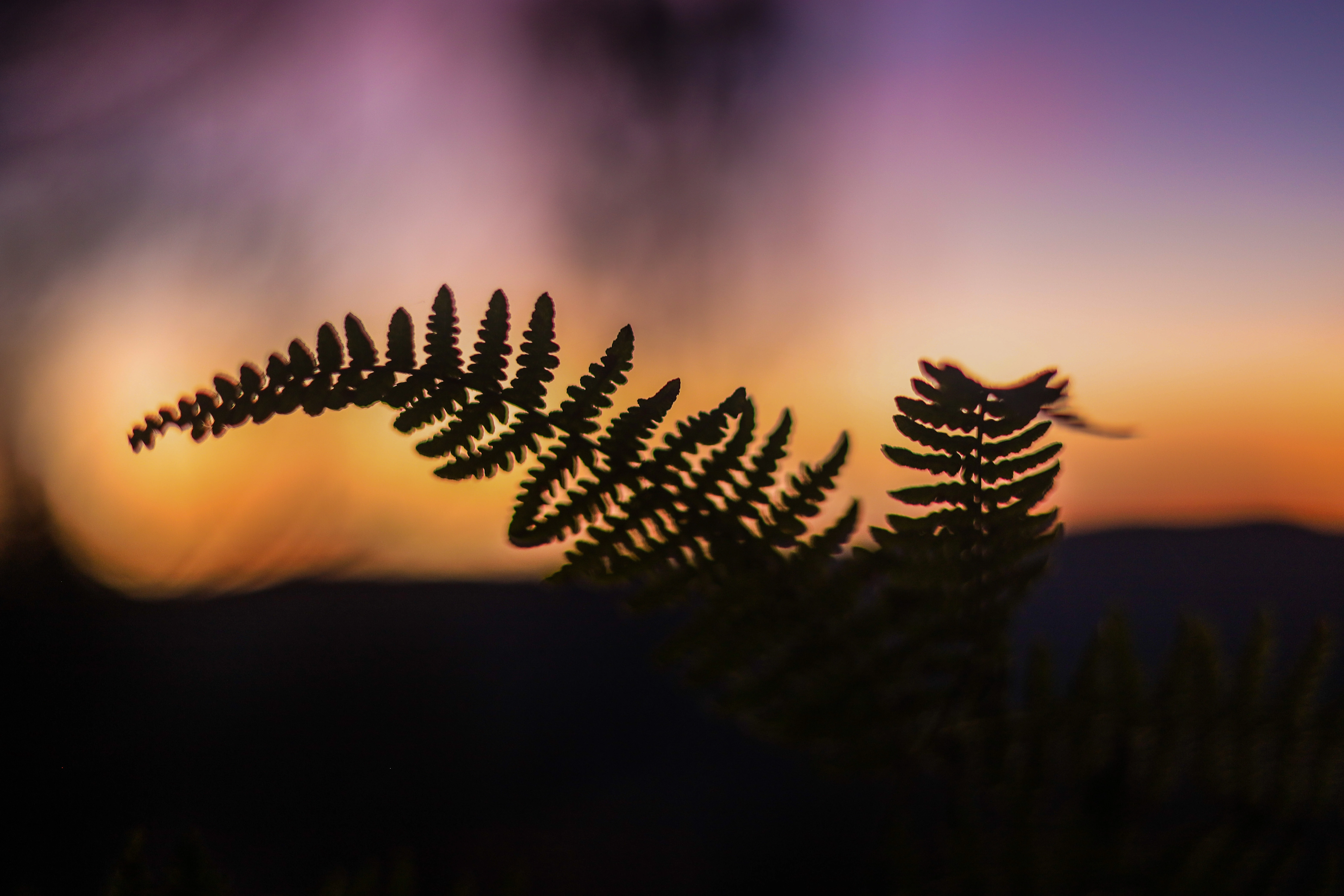 Trilho ou caminho em ambiente natural (6)