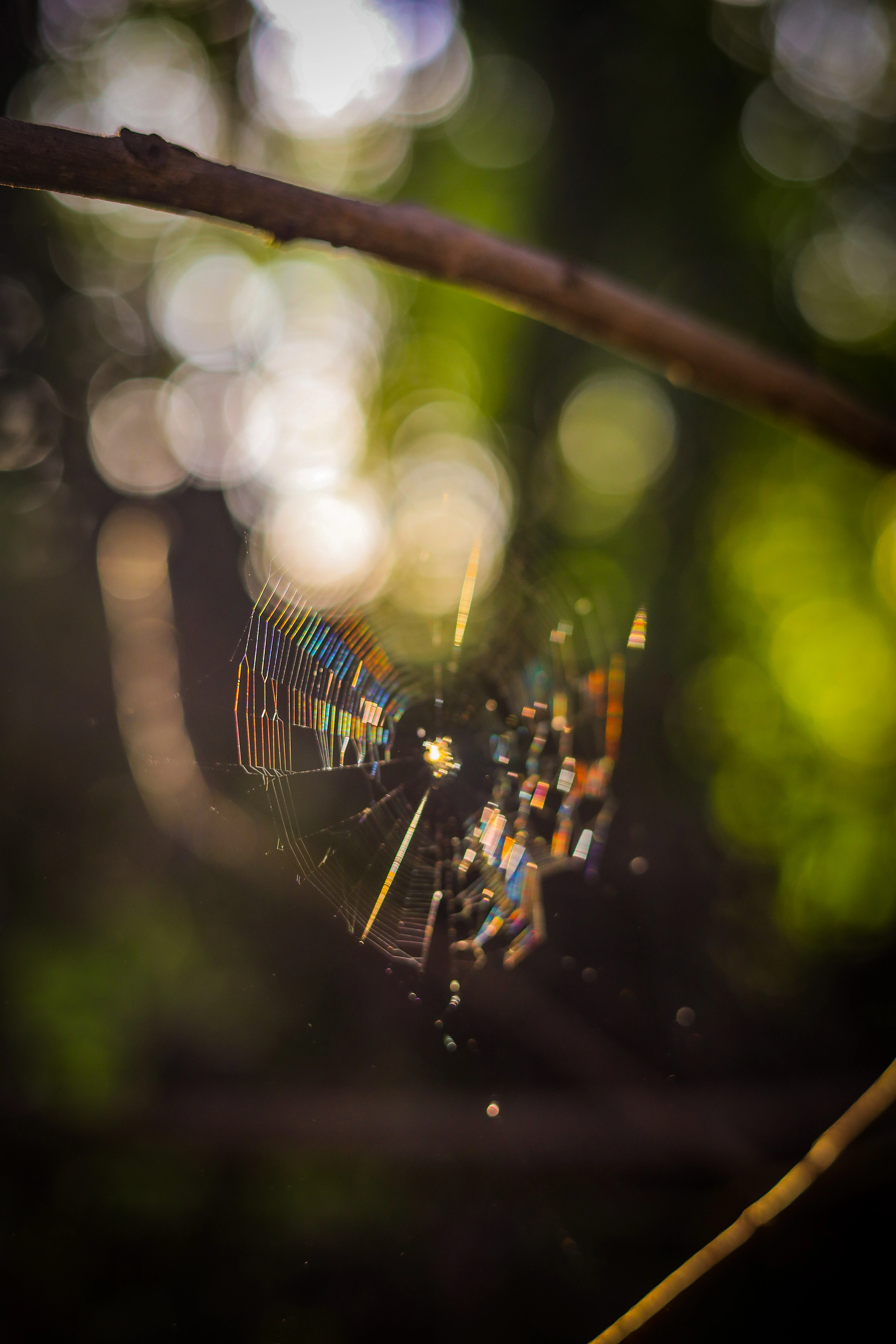 Árvores/frondosidade com luz filtrada (7)