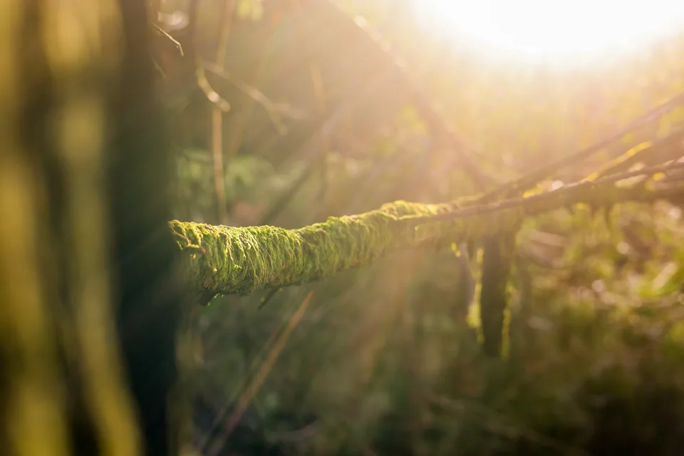 Sunlight illuminating a moss-covered branch